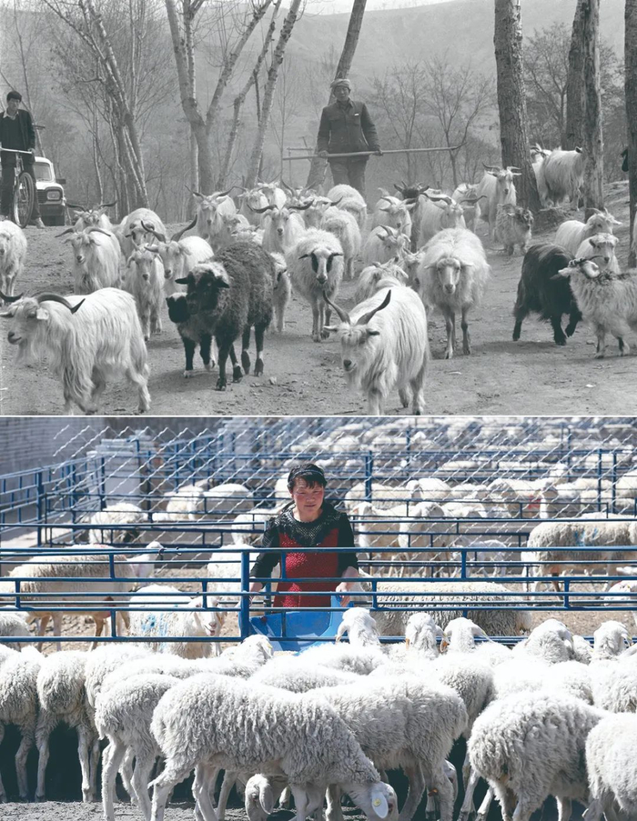上图：1993年4月27日，陕西省延安市梁村乡的老汉在放养自家的羊群 （陶明 摄）