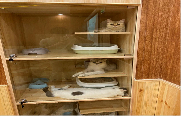 图/脾气差的猫主人被关起来防止伤人 奇偶派拍摄