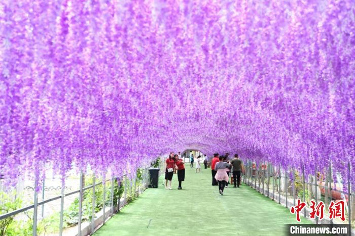图为榆中县小康营乡浪街村的“花廊”。　杨艳敏 摄