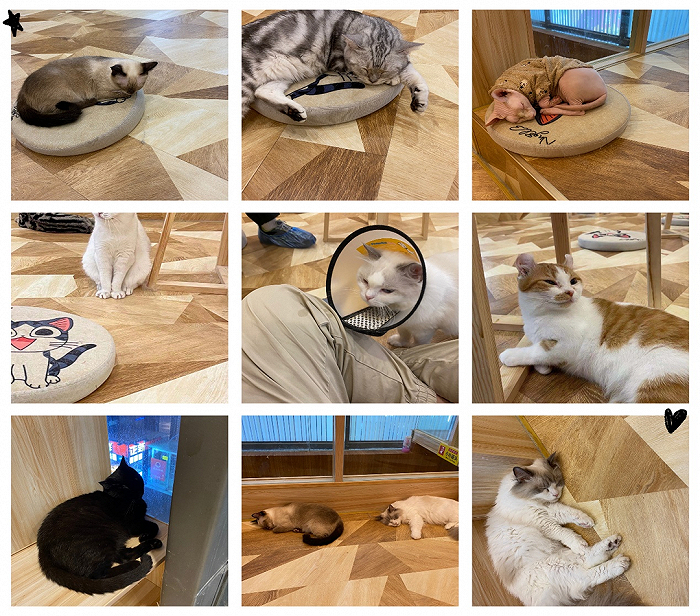 图/猫咖里的猫咪 奇偶派拍摄