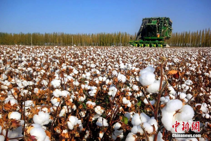 资料图：采棉机正在抢收新棉。汪铁锁 摄