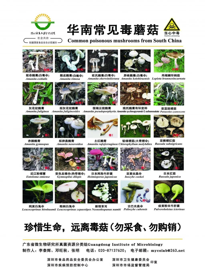华南常见毒蘑菇