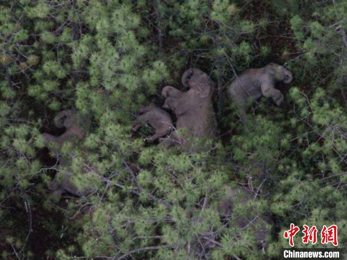 图为监测到的象群。　云南省森林消防总队提供