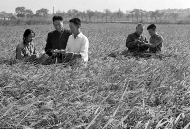 袁隆平（左三）在田间工作