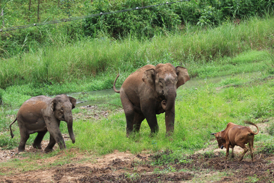 进入村庄的大象。本文图片中国青年报