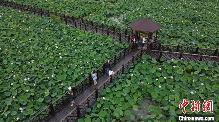 千亩荷塘新荷盛放。　新津区委宣传部供图