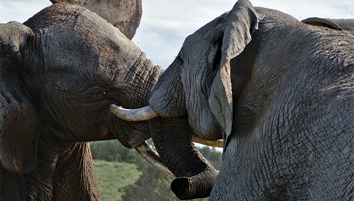 图片来源：Pexels-Bert