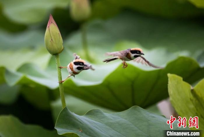 鸟儿在荷塘飞舞。　新津区委宣传部供图