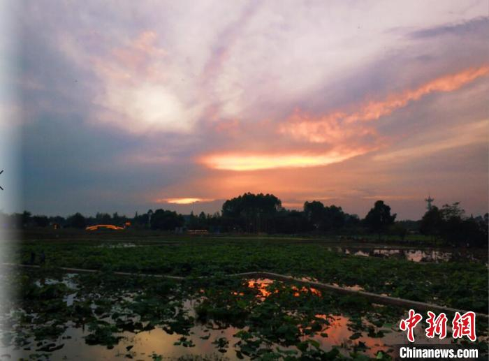 夕阳下的荷塘分外美。　新津区委宣传部供图