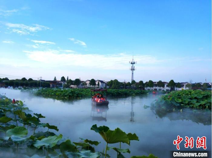 千亩荷塘新荷盛放。　新津区委宣传部供图