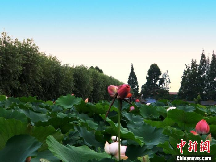 千亩荷塘新荷盛放。　新津区委宣传部供图