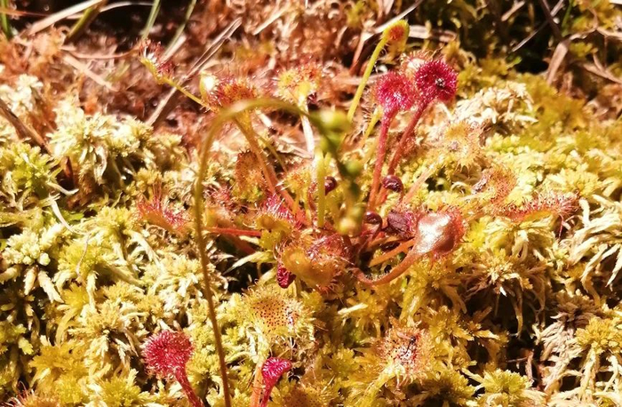 重庆近期发现的新记录物种——圆叶茅膏菜 重庆五里坡国家级自然保护区管理处供图