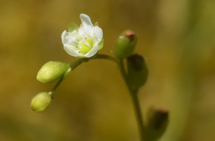 圆叶茅膏菜的花和全株 重庆五里坡国家级自然保护区管理处供图