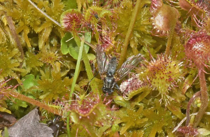 圆叶茅膏菜吃苍蝇 重庆五里坡国家级自然保护区管理处供图