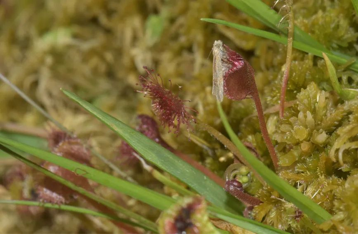 圆叶茅膏菜吃蛾类 重庆五里坡国家级自然保护区管理处供图