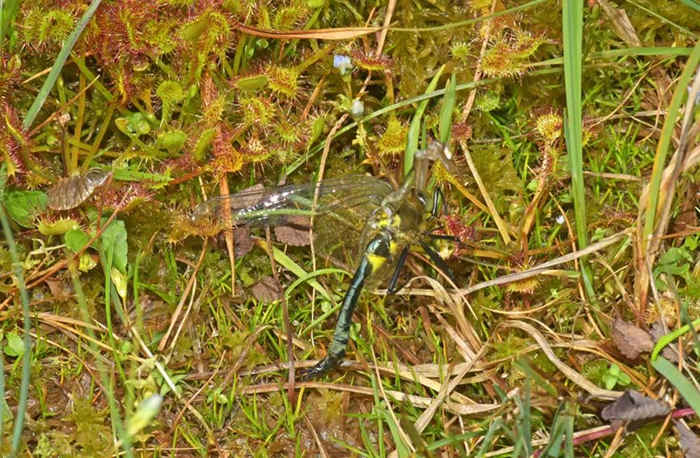 圆叶茅膏菜吃蜻蜓 重庆五里坡国家级自然保护区管理处供图
