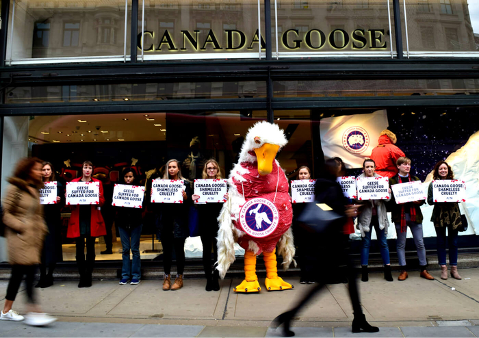 加拿大鹅被抗议 图片来源：PETA UK