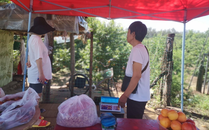 公路边卖桃子的摊位。赵利新 摄