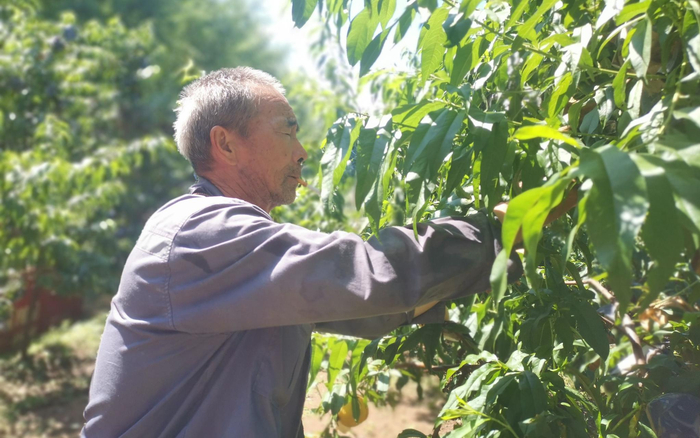 胡桂金在桃园摘桃子。赵利新 摄
