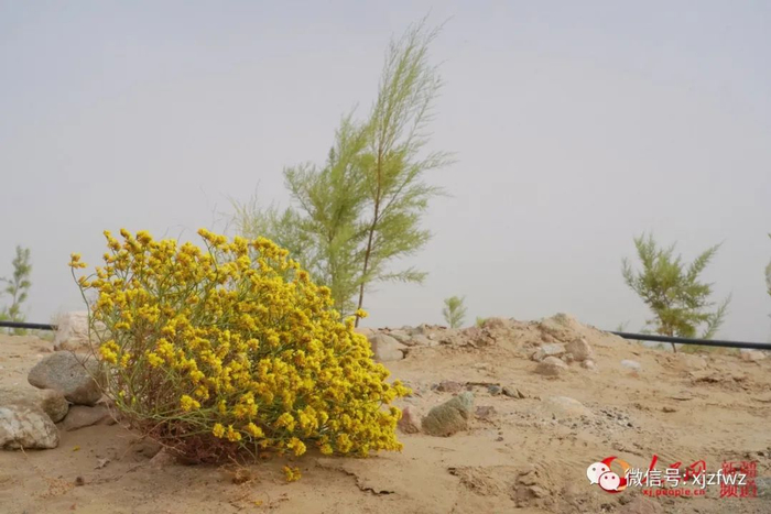 和若铁路沿线的沙漠中长出野花。李欣洋摄