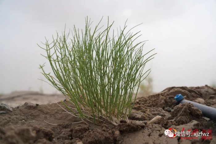 换土种植后的梭梭树幼苗茁壮成长。李欣洋摄