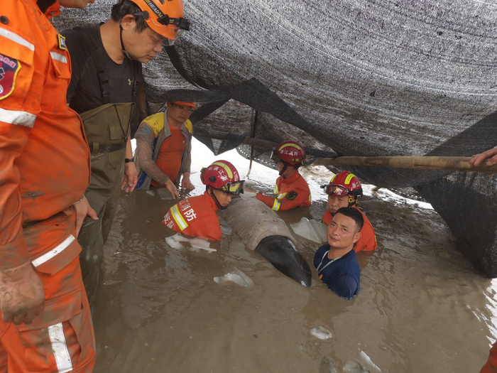 救援人员在水中扶着鲸豚，使其出气孔在上，正常呼吸。图源：临海市委宣传部