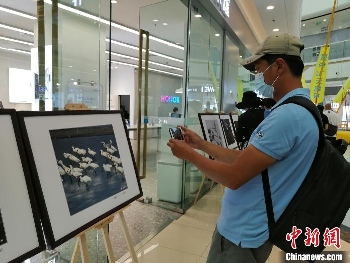 “海峡两岸黑脸琵鹭摄影展”同日启幕。　李晛 摄