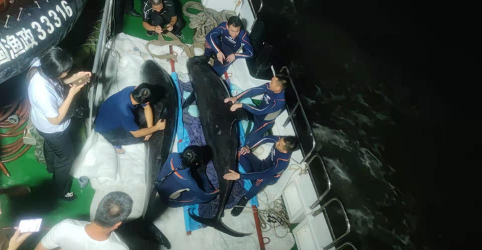 救援人员将两头瓜头鲸放生。图源：临海市委宣传部