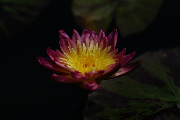 图说：泰国品种，岩山日出  来源/采访对象提供