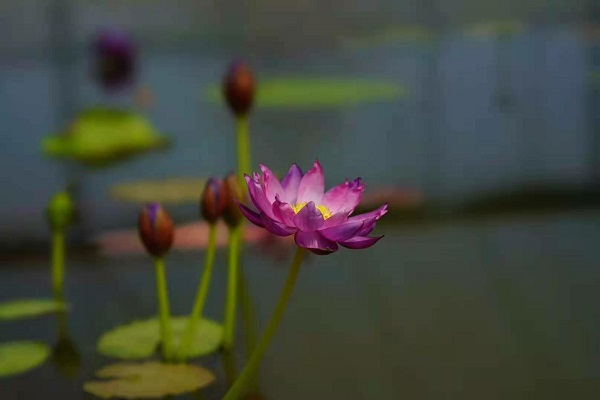 图说：变色墨笙静谧绽放  来源/采访对象提供