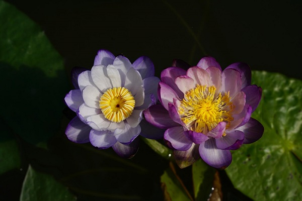 图说：变色兰笙  来源/采访对象提供