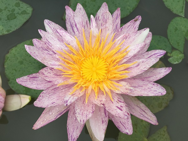 图说：英仙座流星雨  来源/采访对象提供