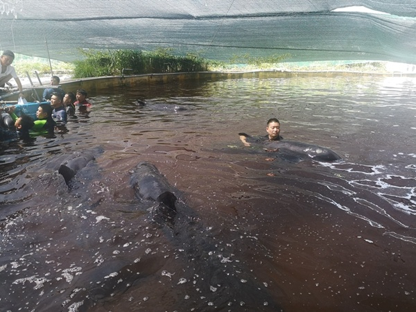 在海水养殖场暂养的瓜头鲸（央广网发 汪贵供图）