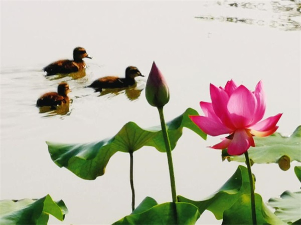 荷趣　　本报记者赖有光摄