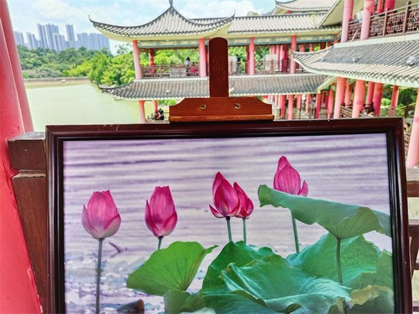 南宁狮山公园荷景入画 本报记者程勇可摄