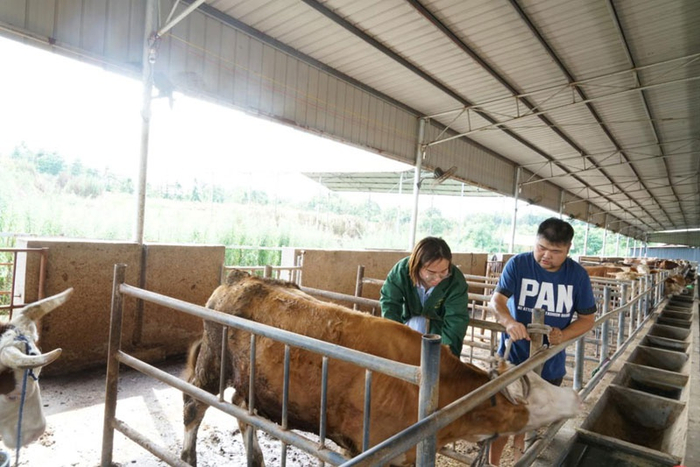 周徐莎夫妇为肉牛注射疫苗