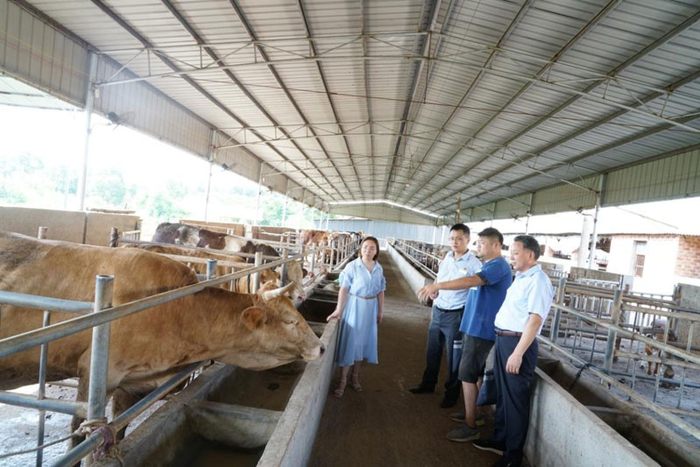 农行高安市支行客户经理梁赫、杨炳然到牛棚了解养殖情况