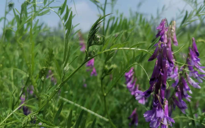 试验田中种植的毛叶苕子，这是一种绿肥作物，科研人员计划未来种在旱地果树下，改善土壤肥力。新京报记者 周怀宗 摄
