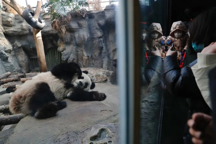 2021年2月15日，北京动物园，春节期间首次亮相的大熊猫“白天”与游客见面。新京报记者 侯少卿 摄