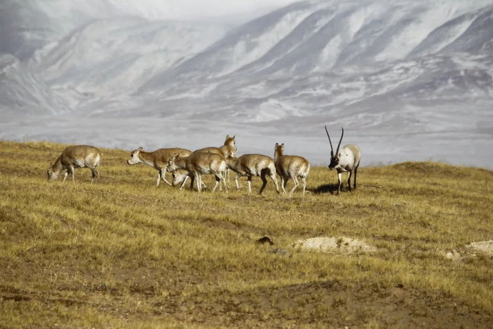 2014年冬季，可可西里，藏羚羊正处于繁殖期。蒋志刚 摄