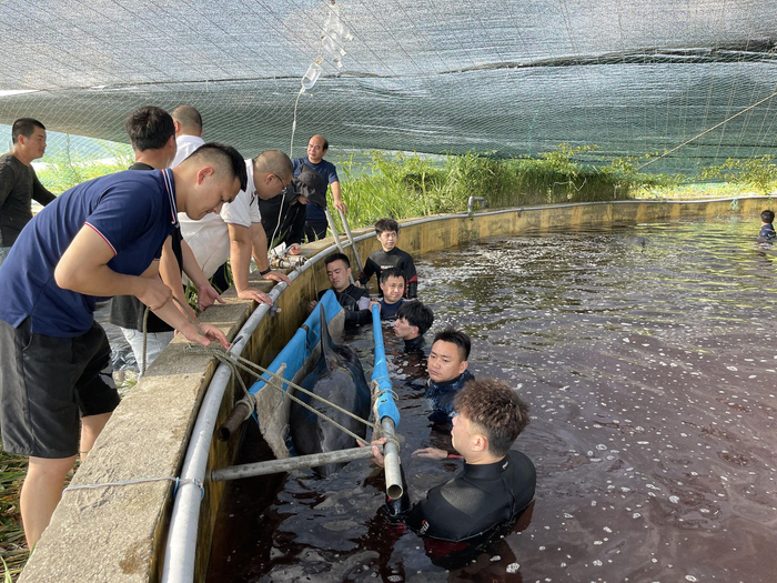 7月8日，工作人员就地取材，为瓜头鲸制作了一副简易“担架”。图源：临海市委宣传部