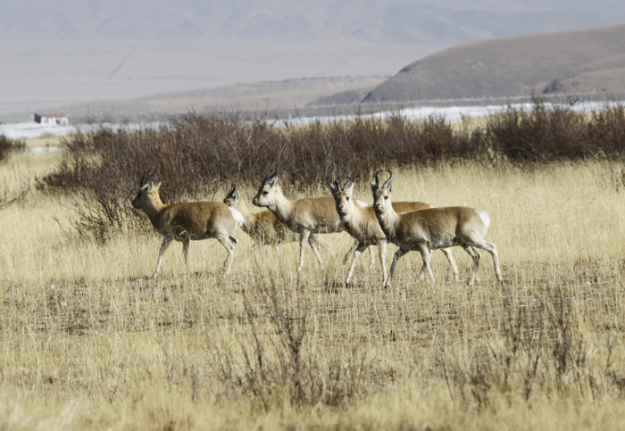 2014年冬季，青海哈尔盖，普氏原羚。蒋志刚 摄