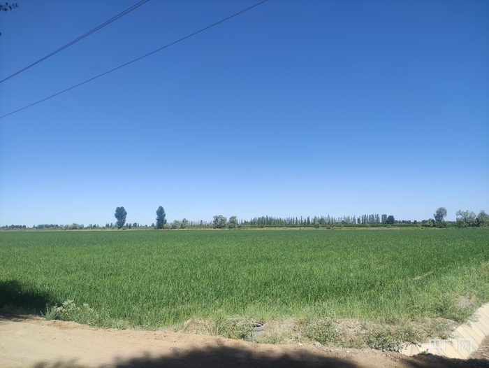 甘肃省国有饮马农场的洋葱种植地（央广网记者 高欣然 摄）