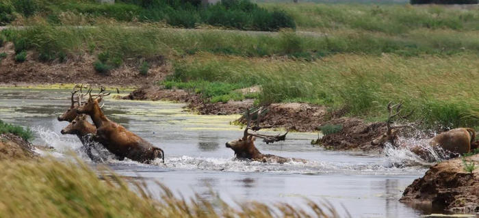 上周，大丰“鹿王争霸”现场直播时拍摄的麋鹿。蒋志刚 摄