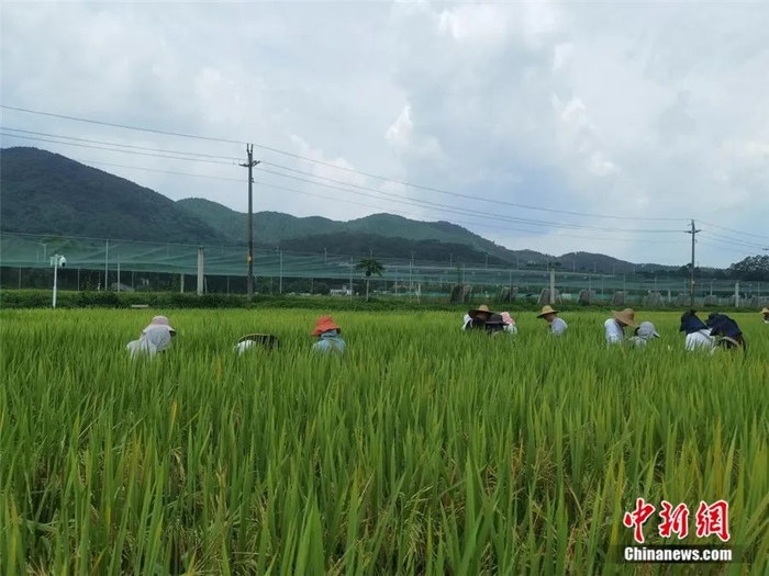 华南农业大学试验田基地。华南农业大学国家植物航天育种工程技术研究中心供图