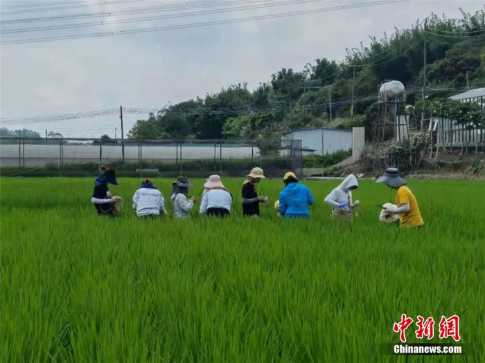 和嫦娥五号一块“奔月”的“航聚香丝苗”水稻种子在华南农业大学试验田基地种下。华南农业大学国家植物航天育种工程技术研究中心供图