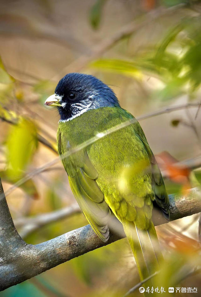 元旦假期,五龙潭里偶遇绿鹦嘴鹎,长得真漂亮
