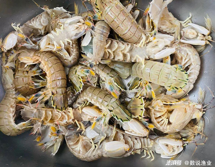 皮皮虾，图源：美食家纪浩程微博