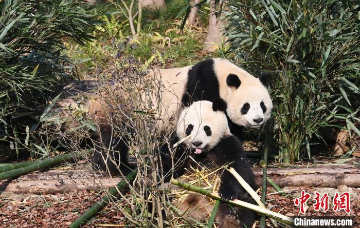 在新家里的大熊猫 安源 摄