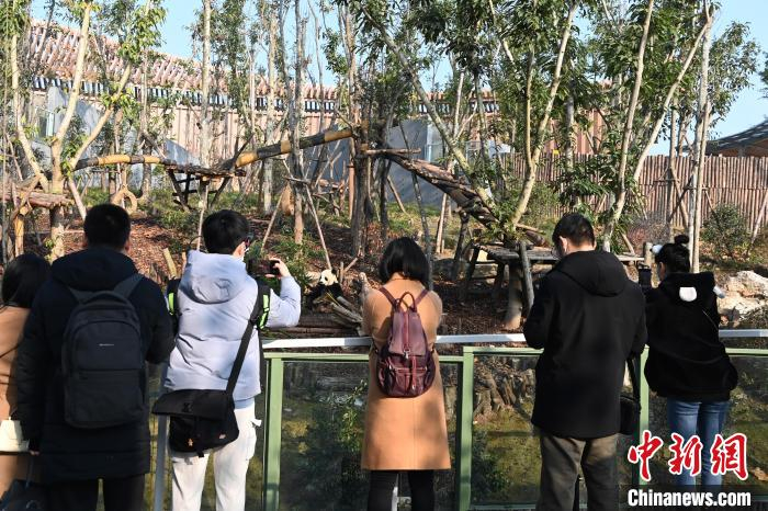 民众参观大熊猫的新家。　安源 摄